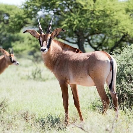 Wag N Bietjie Bush Lodge Heuningneskloof Zewnętrze zdjęcie